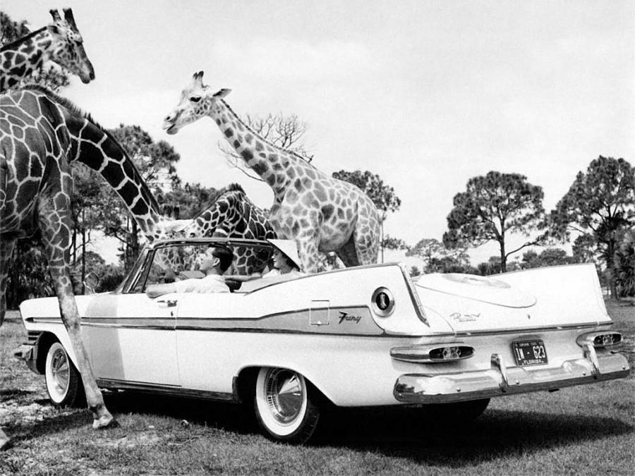  Plymouth Sport Fury Convertible 1959 года  (фото 2 из 7)